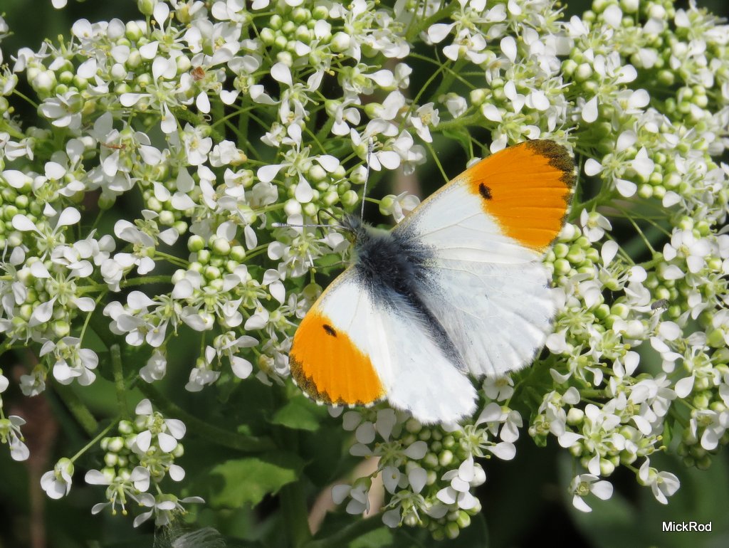 Orange_Tip_HHB_06-05-17_MR.JPG