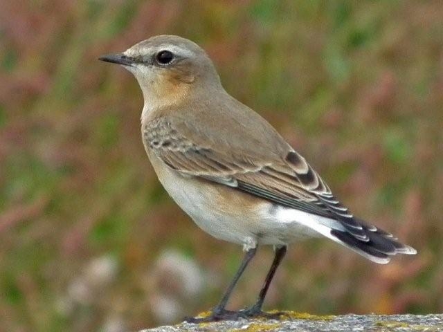 wheatear_Sept_2011_HH_JK.JPG